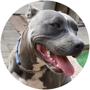 Royalguard-Amstaff-Blue