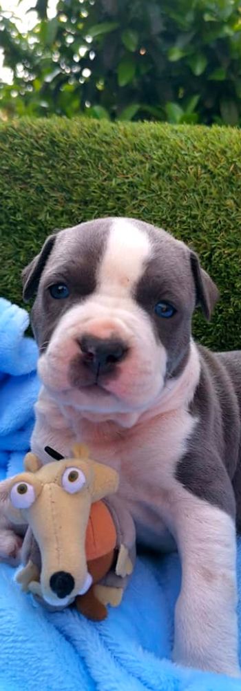 amstaff-puppy