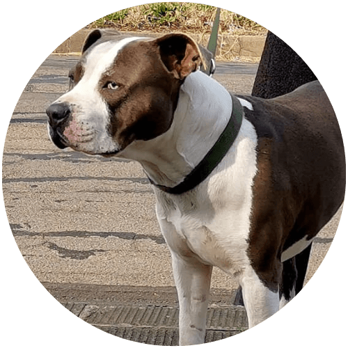 Royalguard-Amstaff-Blue-and-White