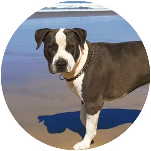 Royalguard-Amstaff-Blue-and-White
