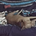 Royalguard-Amstaff-Blue