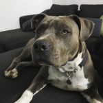 Royalguard-Amstaff-Blue