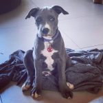 amstaff-puppy-blue